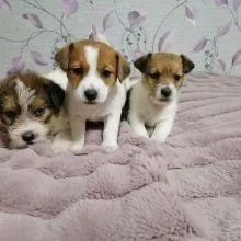 Jack russel puppies