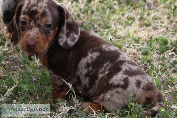 1.Affectionate Super well trained Daschund Puppies..(612) 470-87