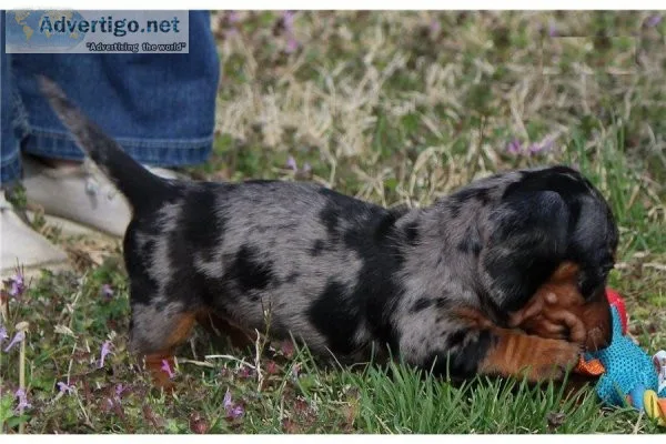 .funnyhilarious 2 Daschund Puppies Readdy for Rehoming - (612) 4
