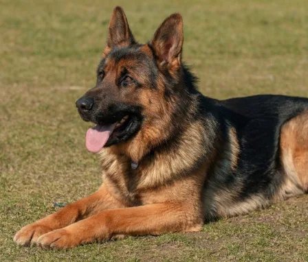 German Shepherd blog