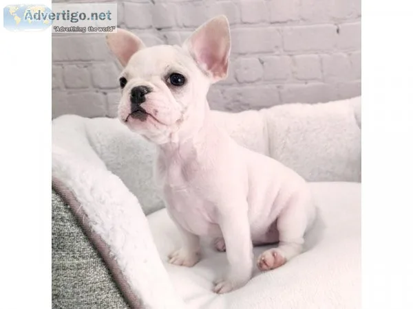 French Bulldog Puppies For sale