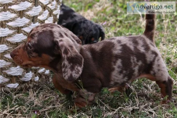 .Loving adoring fond Potty Trained Daschund Puppies(612) 470-875