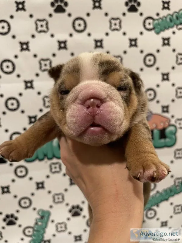 English Bulldog Puppies