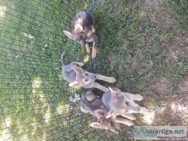 German shepherd