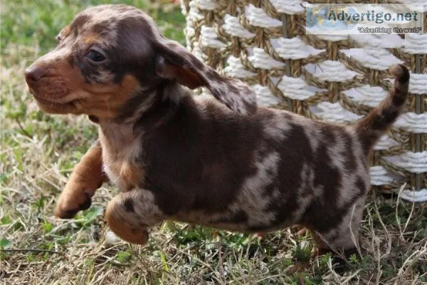 % bright-Healthy Well Trianed dachshund puppies for rehoming - .