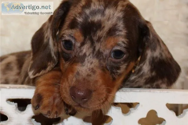 and.DeterminedWell Trianed dachshund puppies -(612) 470-8755