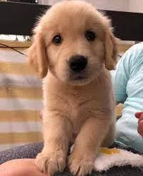 GOLDEN RETRIEVERS