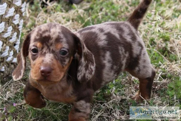 .Super FriendlyHealthy Well Trianed dachshunds-. (612) 470-8755.