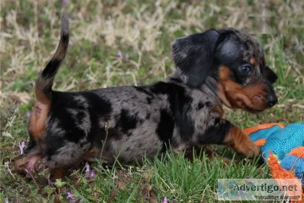 DiploDiplomatic MaleFemale Well Trianed Dachshund Puppies for re