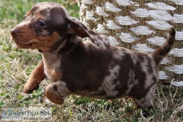 .. Creative - 2 healthy Dachshund Puppies -(612) 470-8755