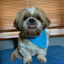 Stunning Shih Tzu Puppie