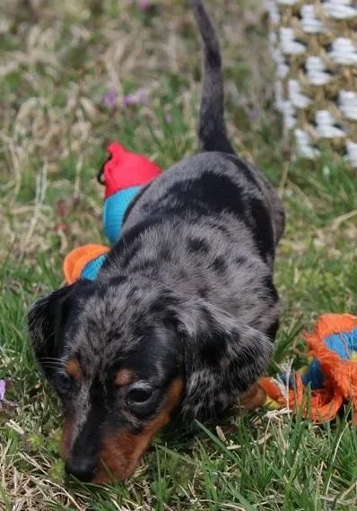 persistent stubborn single-minded MF Daschund Puppies available