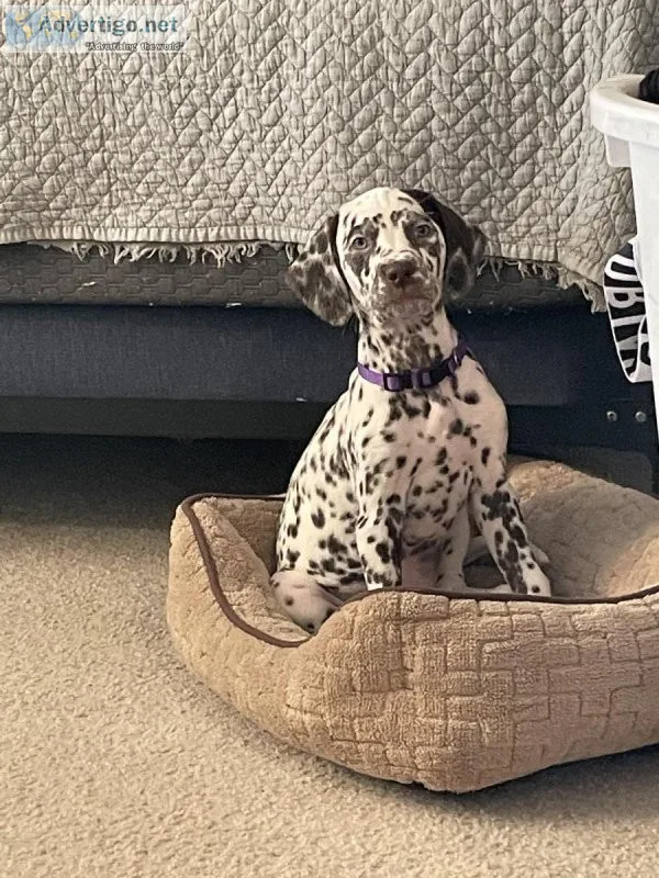 Purebred AKC dalmatian puppies