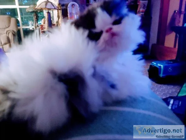 Persian Kittens