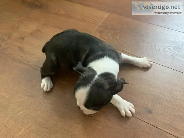 Ckc registered Boston Terrier Puppy