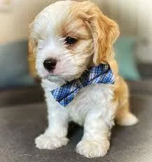 Cavachon Puppies