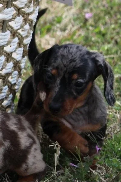 Energeticdynamic Healthy Well Trianed Dachshund Puppies-(612) 47