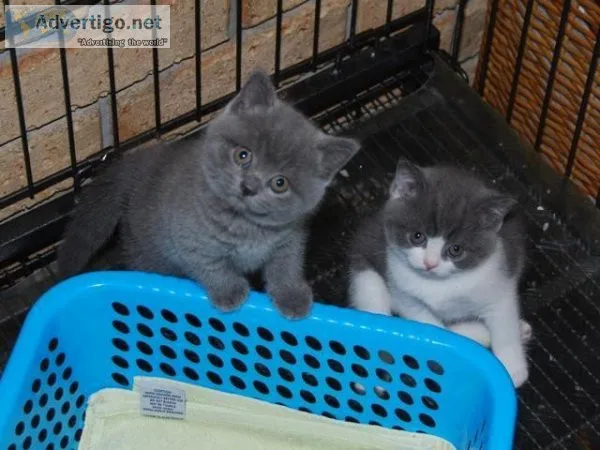gatitos britanicos de pelo corto