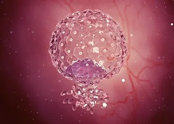 Blastocyst culture and transfer