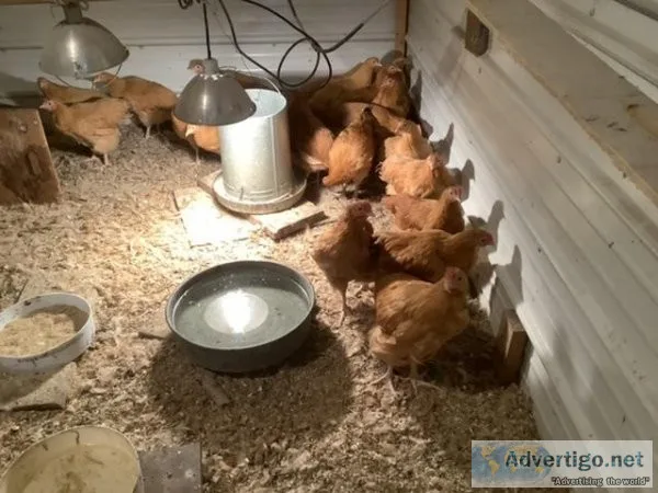 Pullets