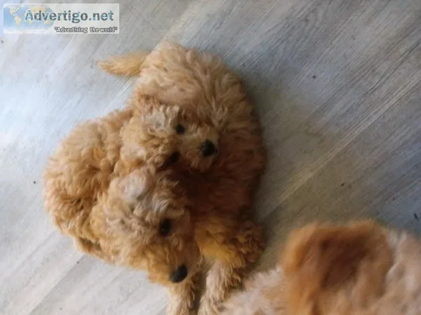 F1B golden doodles mini