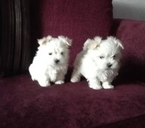 Maltese Puppies  Ready Now