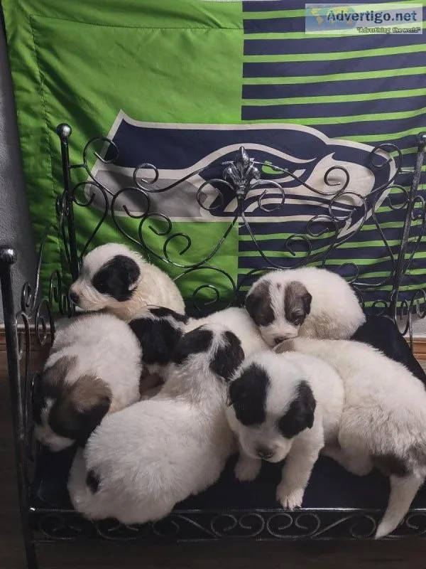 Perynee Newfoundland puppies