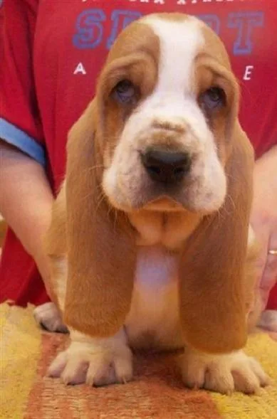 AKC Basset hound puppies