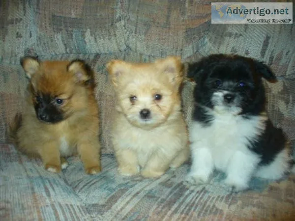Five Pomeranian Puppies