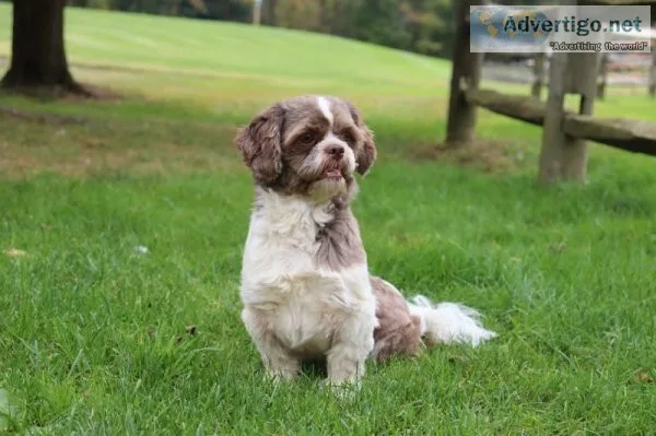 Tango Male Shihtzu