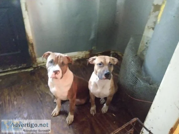 American XL Bully