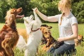 5 Dog Training Guides