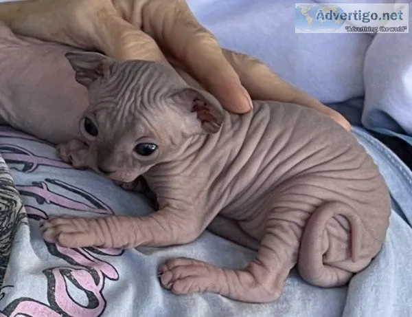 Sphynx kittens