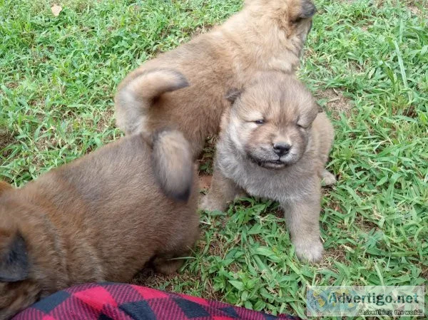 AKC Chow Chow puppies