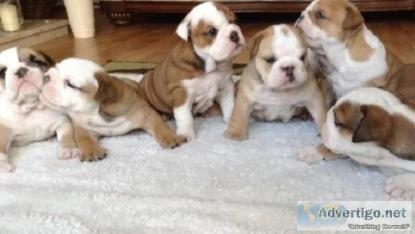 AKC LILAC FAWN MERLE MALE ENGLISH BULLDOG PUPPY READY NOW