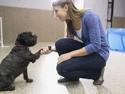5 Dog Training Guides
