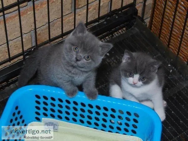 British Shorthairs Kittens