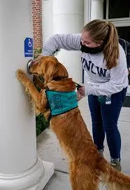 5 Dog Training Guides