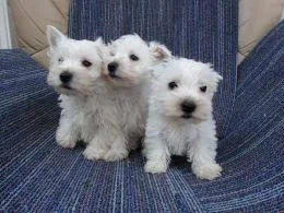 West Highland White Terrier-Westie female puppy