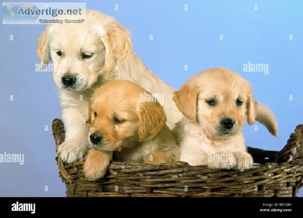 Gorgeous Golden Retrievers Ready to go 4 Year Heath Warranty