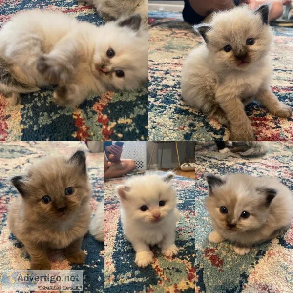 Ragdoll kittens