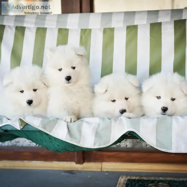 Samoyed Puppies For Adoption