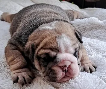 English Bulldog for Adoption