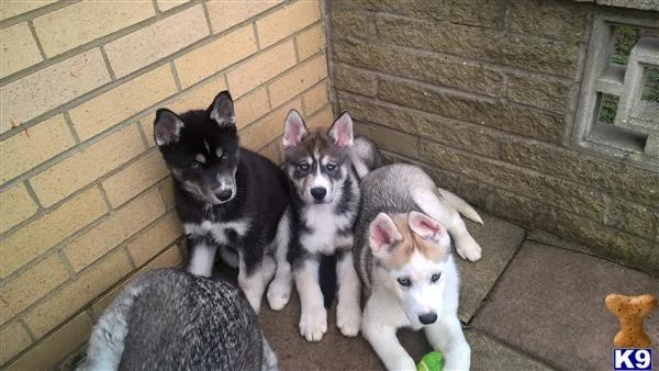 Akc registered Siberian husky puppies