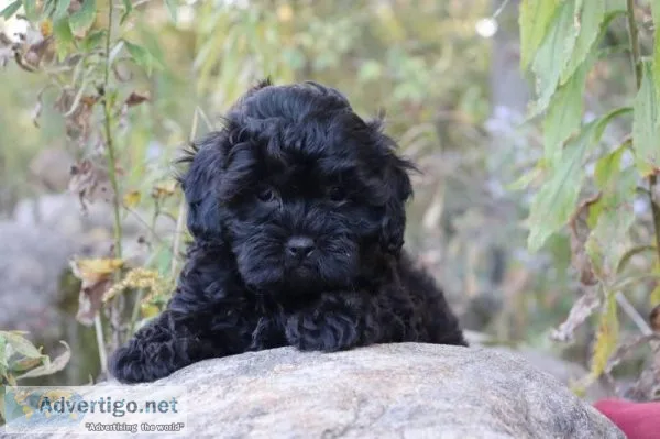 Apple Spice male Shihpoo