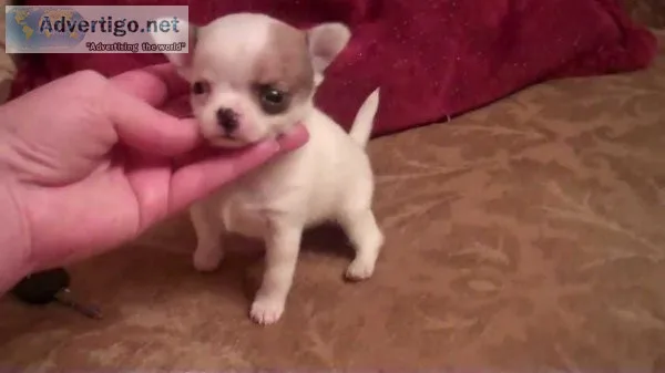 Oustanding Small Size Chihuahua Puppies