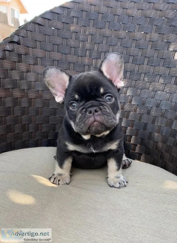 AKC FRENCH BULLDOG MALE CHOCOLATE AND TAN