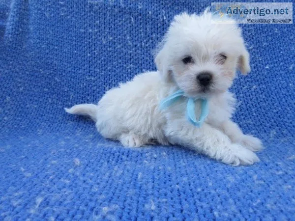 Schnau-Tzu Puppies