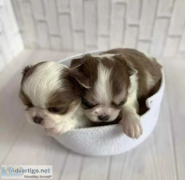 Mini Chihuahua Puppy