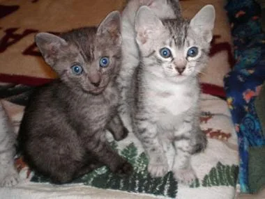 CFA Registered Egyptian Mau Kittens